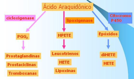 Após serem liberados dos fosfolipídios de membrana, o ácido araquidônico (ω-6, 20:4), por meio da via das cicloxigenases, produz prostaciclinas (PC), prostaglandinas (PG) e tromboxanos (TX) e pela