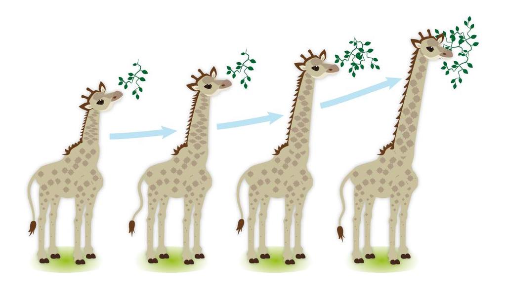 Segundo o Lamarckismo, a girafa, pelo hábito de se alimentar de folhas altas, teve o pescoço gradualmente alongado.