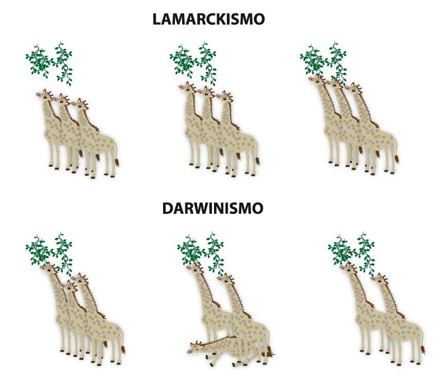 Comparação das teorias de Lamarck e Darwin em relação ao pescoço das girafas Lamarckismo o esforço conduziu ao crescimento dos pescoços e esta característica foi passada à descendência.