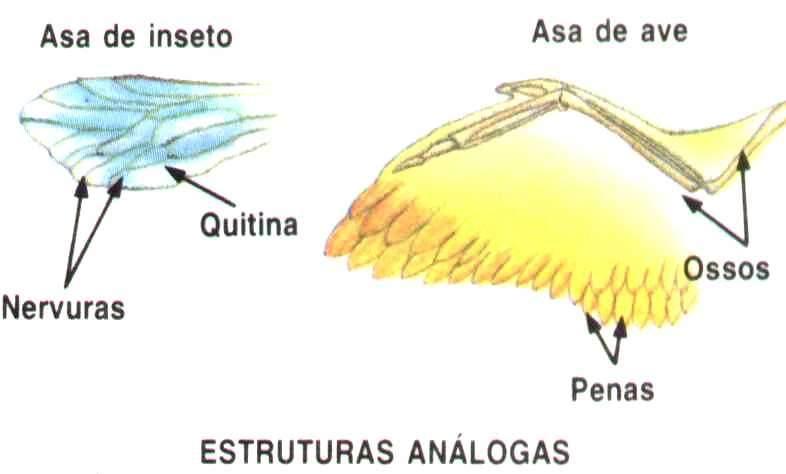 ANALOGIA Semelhança morfológica entre estruturas de seres vivos, que realizam as mesmas funções, mas