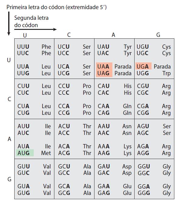 Código genético Os três códons de parada (códons stop) estão sombreados em cor salmão e o códon de iniciação AUG em verde.