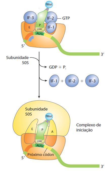 Fase de Iniciação-3 A subunidade 50S associa-se ao complexo.