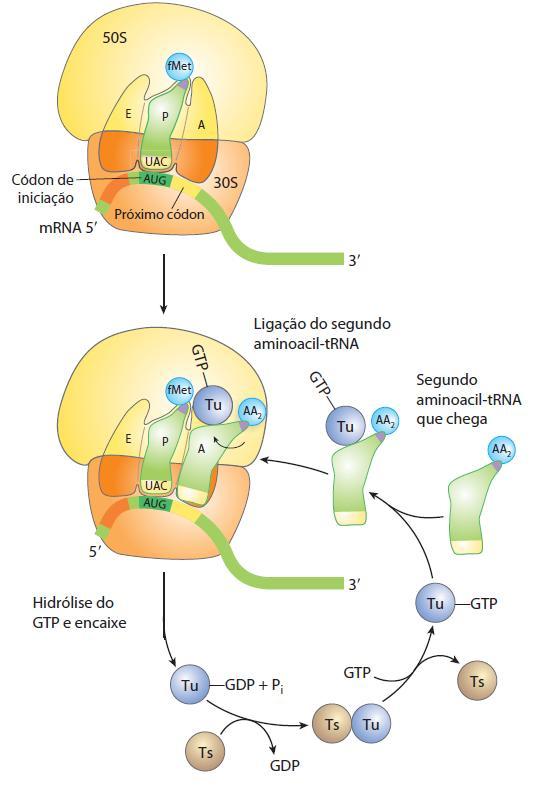 Fase de Alongamento-1 O fator de alongamento EF-Tu liga-se ao GTP e depois liga