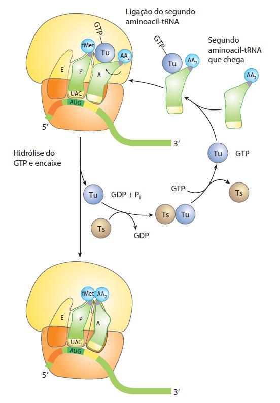 Fase de Alongamento-2 O fator de alongamento EF-Tu é liberado pelo ribossomo.