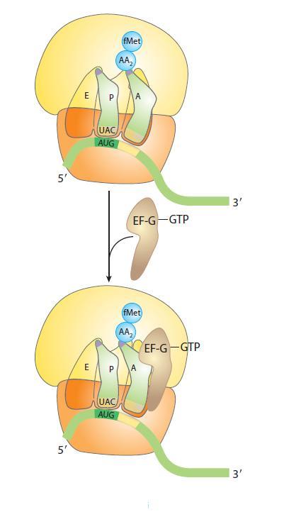 Fase de Alongamento-3 O fmet é transferido para o novo aminoacil-rnat, formando dipeptidil-rnat.