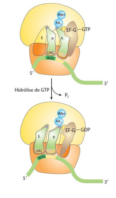 Fase de Alongamento-4 A translocação do ribossomo encerra a fase de alongamento.