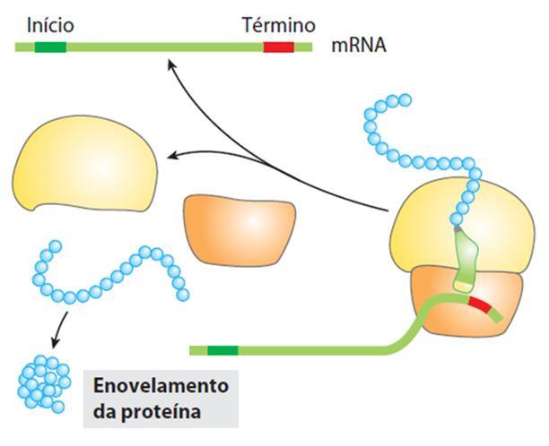 Processamento pós-tradução Após a síntese, os polipeptídeos e proteínas dobram-se nas suas formas ativas tridimensionais.