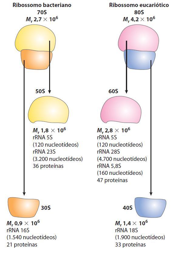 Ribossomos 70S e 80S Ribossomo 70S encontrado em procariontes (bactérias) e formado por subunidades 50S e 30S.