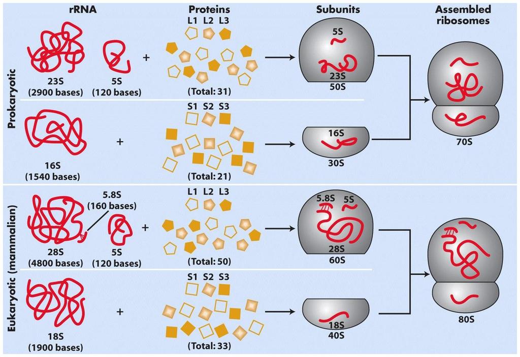 Composição do ribossomo Ribossomos procarióticos 70S (S = unidade de sedimentação) possuem 3