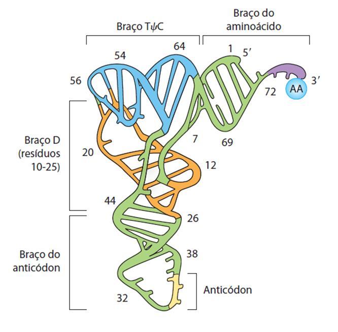 RNA transportador (Modelo da estrutura terciária) Os RNAt correspondem a 10% do RNA total da célula, e são denominados de adaptadores.