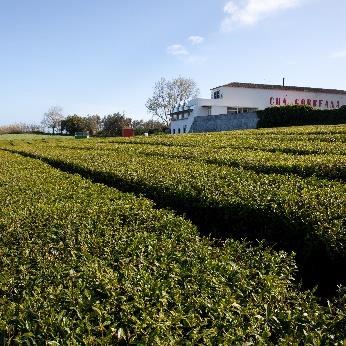 CHÁ Os Açores são o único local da Europa que produz chá a nível industrial.