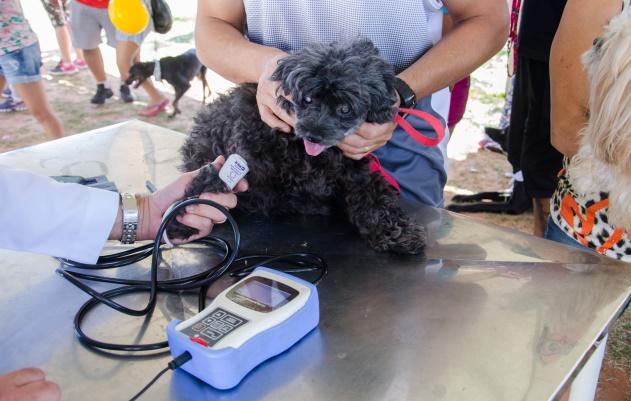 O evento, que está em sua 11ª edição, reúne mais de oito mil pessoas e quatro mil cães, em uma manhã de