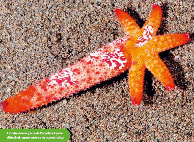 A estrela-do-mar (Echinaster luzonicus) está se regenerando a partir de um único braço.