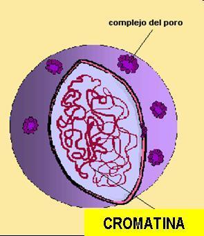 1 CROMATINA p. 136 A cromatina é o material genético contido no núcleo das células.