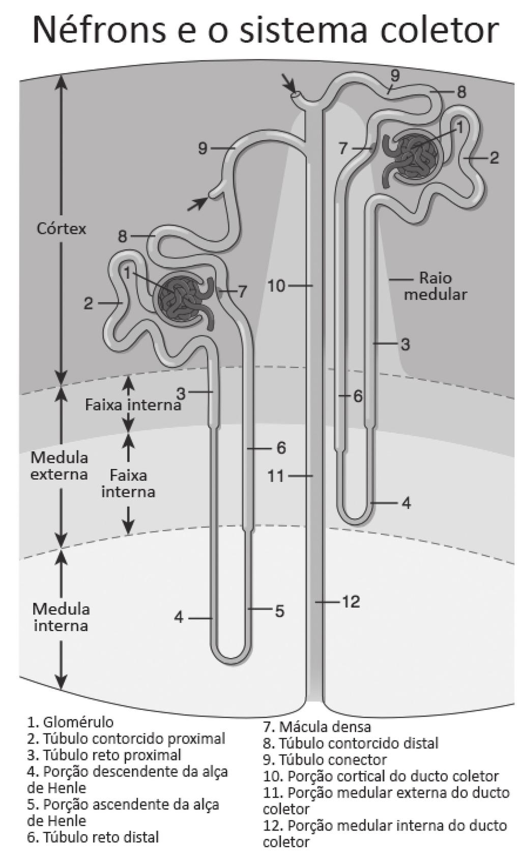 Comentários Nefrologia Anatomia e fisiologia renal Questão 1. O néfron consiste em corpúsculo renal (glomérulo) conectado a um túbulo complexo e torcido que finalmente drena em um ducto coletor.