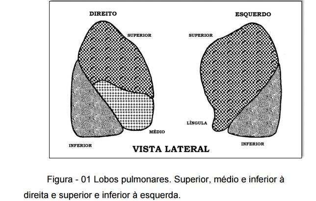 Na cavidade torácica a pleura visceral é uma fina membrana de tecido conjuntivo-elástico que envolve os pulmões e suas reentrâncias de forma independente.