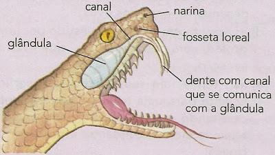 inoculadoras de peçonha.