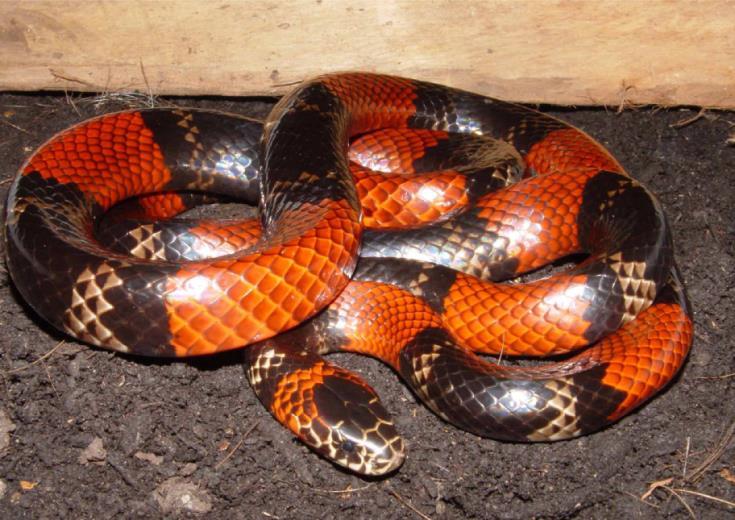 serpentes; Anfisbenídeos (anfi = dos dois lados: cobras-de-duascabeças,