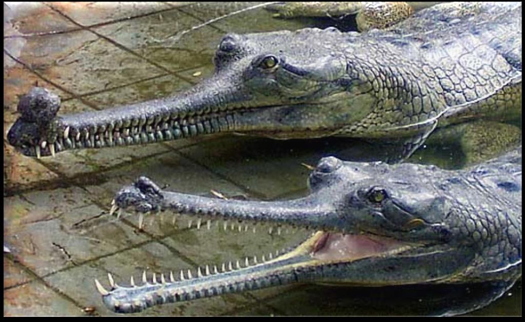 Gavial da malásia (nome