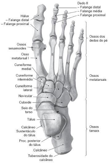 O metatarso é constituído por cinco ossos, tem por função suportar o peso corporal da parte anterior e lateral e articular-se na extremidade proximal com os ossos do tarso e na extremidade distal com