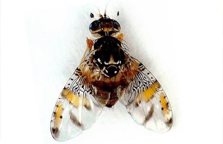 MOSCA DO MEDITERRÂNEO (Ceratitis capitata Wiedemann) A mosca do Mediterrâneo, também designada por mosca da fruta assume uma grande importância devido à grande diversidade de frutos que ataca,