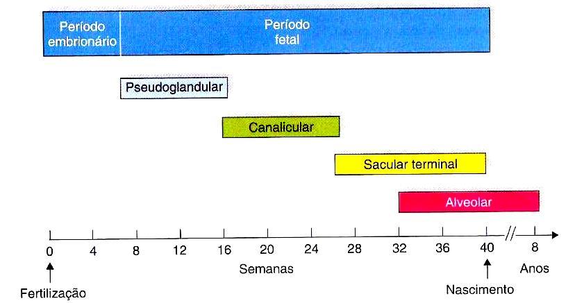 32 ROBERTS; DALZIEL, 2006; HICKS, 2009). A figura 3 demonstra as várias fases do desenvolvimento pulmonar e o quadro 3 resume os principais eventos do desenvolvimento de cada fase.