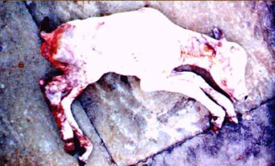 A brucelose incide sobre a maioria dos mamíferos e também alguns animais silvestres (AGOTTANI et al, 1996). Figura 1 - Brucella abortus. Fonte:http://mikamienvironmentalblog.blogspot.