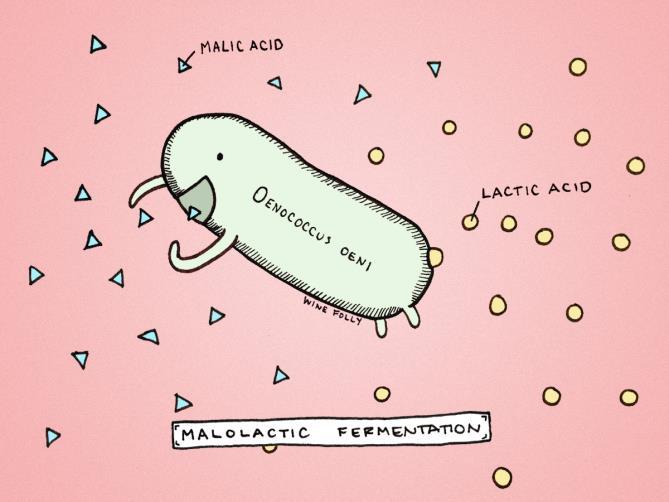 Microbiologia do vinho Fermentação Malolática: Em resumo, para cada molécula de ác. málico que foi convertida em ác.