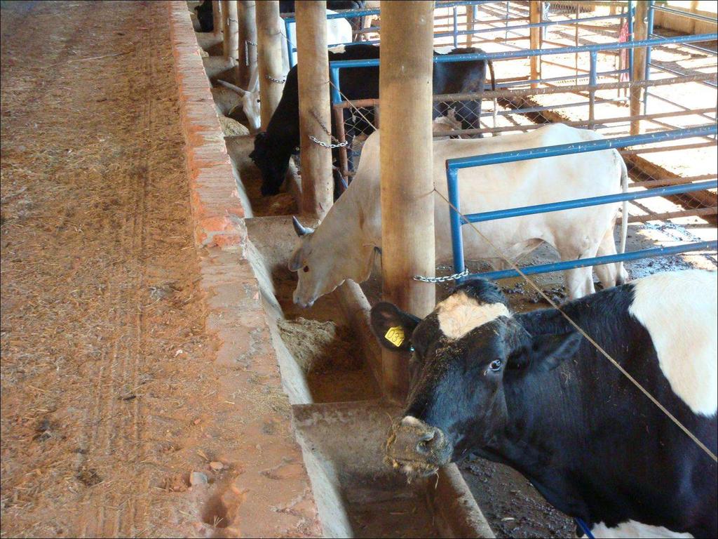 Programas de IATF em bovinos de