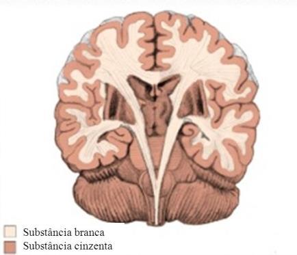 SISTEMA NERVOSO CENTRAL (SNC) SUBSTÂNCIAS BRANCA E CINZENTA O SNC é organizado em substâncias denominadas substância branca e cinzenta.