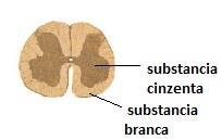 Já na medula espinhal, a disposição das substancias é contraria, possuindo um centro formado por substancia cinzenta (em forma de H) envolto externamente por substância branca (Fig. 2). Figura 2.