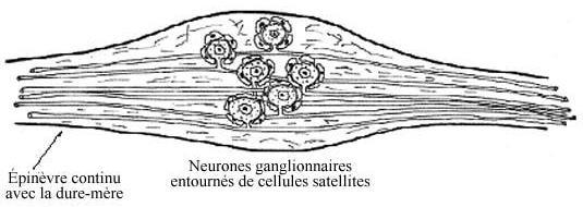 SISTEMA NERVOSO PERIFÉRICO (SNP) GÂNGLIOS NERVOSOS Os gânglios nervosos são aglomerados de corpos de neurônios que são