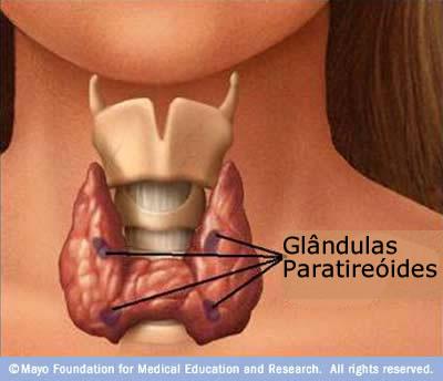 Paratireóides Produz Paratormônio, que provoca aumento da