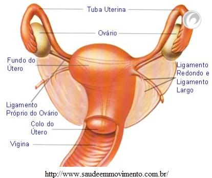 Ovários Os ovários são as gônadas femininas.