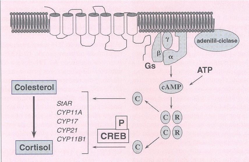 Receptor de