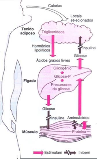 Efeitos metabólicos do cortisol Hormônio catabólico ou anti-anabólico