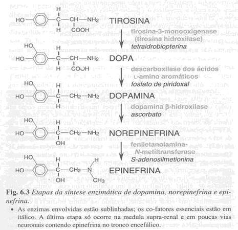 Síntese de adrenalina