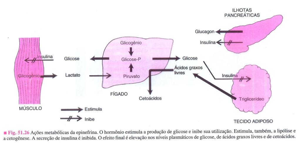 Ações metabólicas da adrenalina (mamíferos) Hormônio