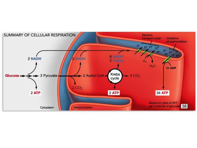Toda energia liberada da oxidação de carboidratos, lipídeos e proteínas está disponível nas mitocôndrias como equivalentes redutores (-H ou e - ).