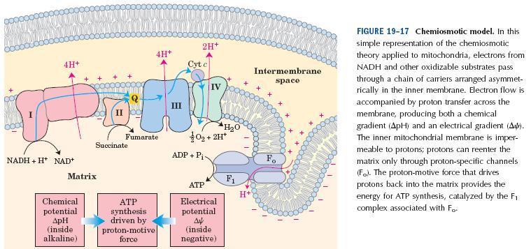 Os carregadores redox estão agrupados nos complexos presentes na membrana interna da mitocôndria.