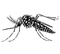2 DICA SAUDAVEL DENGUE, CHIKUNGUNYA E ZIKA O Brasil vive uma epidemia de dengue com mais de 745 mil casos só neste ano.