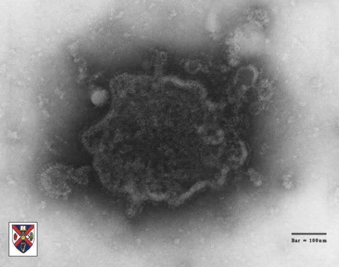 Pneumovirus Http://www.virology.