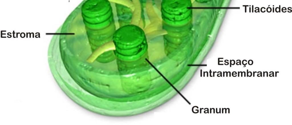 dos tilacóides (Luz e água) - Fotólise da H 2 O - H+ e