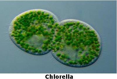 Espécie de microalga para cultivo Chlorella sp. Grande disponibilidade de informações técnicas sobre esta espécie de microalga; A Chlorella sp.