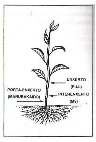 Propagação vegetativa por enxertia Há alguns casos onde é acrescentada uma terceira parte, o
