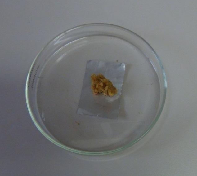 25 Figura 3: Pasta formada pela polpa de laranja e água destilada (Fonte: arquivo pessoal Tierla Schussler Barros) Foram fornecidas folhas de Acalypha sp.