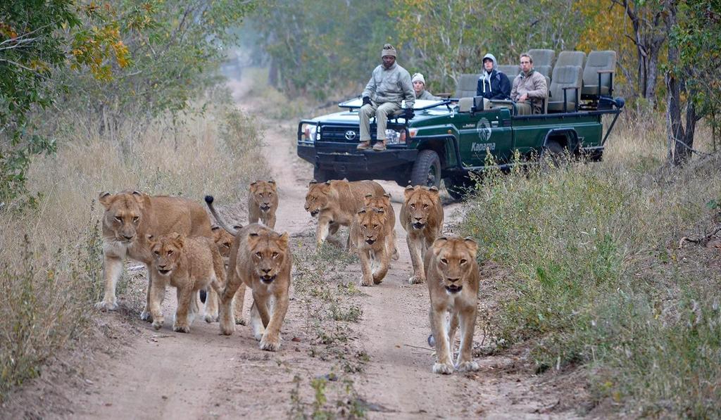 8º Dia 09/Abr (Terça-Feira) Kapama Reserve Dia especial.