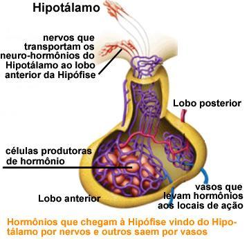 FUNÇÃO DO HIPOTÁLAMO Está a cargo das células neurossecretoras, que