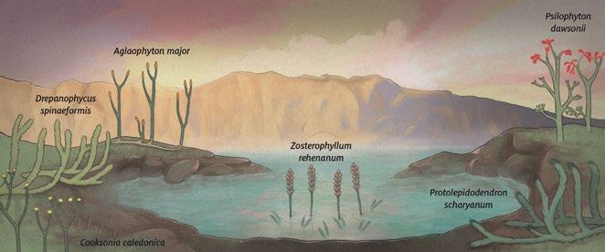 Plantas vasculares sem sementes As primeiras plantas vasculares surgiram há cerca de 400 milhões de anos, no período Devoniano (Anexo 1).