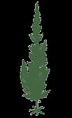 Sigillaria: licófita de grande tamanho, com mais de 30 metros de altura e diâmetro de até 1 metro. Caracterizava-se por troncos colunares, apresentando escassa ramificação.